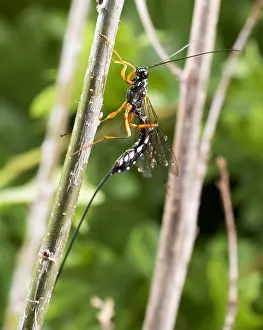 Wasps: Giant ichneumon - sabre wasp - female - UK