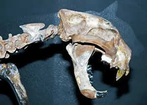 Pleistocene: Giant Jaguar Fossil