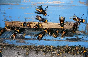 Hornets: Giant Japanese HORNETS