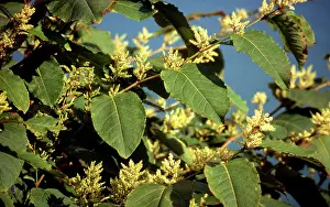 Knotweed: Giant Japanese Knotweed