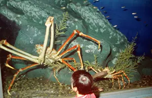 Tanks: Giant Japanese Spider CRAB - WorldIs largest arthropod