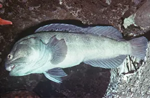 Underside: GIANT JAWFISH