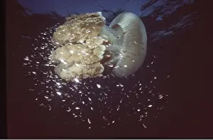 Size: GIANT JELLYFISH