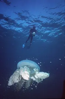 Size: GIANT JELLYFISH - and scuba diver