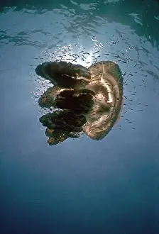 Currents: Giant Jellyfish - Its stinging tentacles give protection