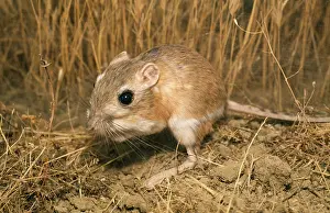 Dipodomys: Giant Kangaroo Rat