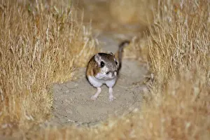 Dipodomys: Giant Kangaroo Rat