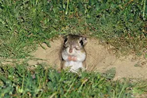 Dipodomys: Giant Kangaroo Rat