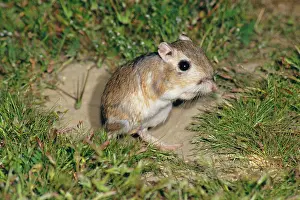 Dipodomys: Giant Kangaroo Rat