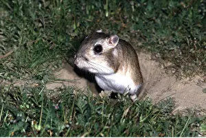 Rats: GIANT KANGAROO RAT