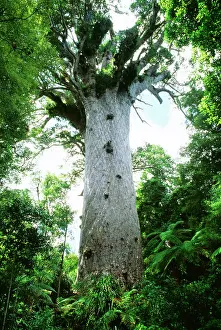 Kauri: Giant Kauri Tree - Possibly 2000 years old with