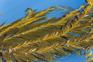 Kelp: Giant Kelp (Macrocystis pyrifera) fronds floating