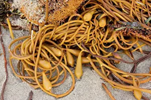Seaweeds: Giant Kelp - with pneumatocysts (air bladders)