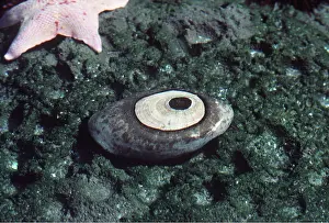 Kenneth Hoyle: GIANT KEYHOLE LIMPET