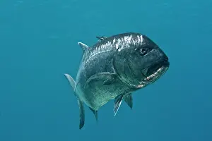 Caranx: Giant Kingfish / Giant Travelly / Lowly Travelly