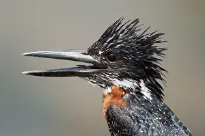 Megaceryle: Giant Kingfisher