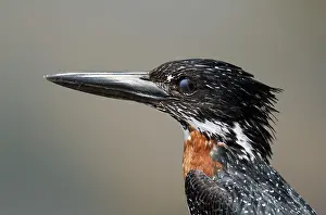 Megaceryle: Giant Kingfisher