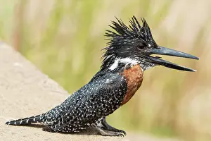 Megaceryle: Giant Kingfisher
