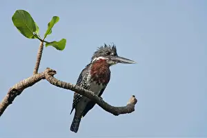 Megaceryle: Giant Kingfisher