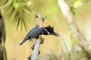 Maxima: Giant Kingfisher