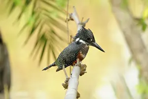 Maxima: Giant Kingfisher