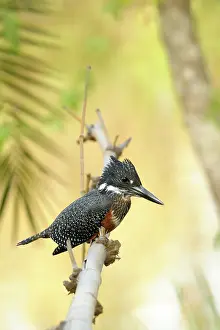 Maxima: Giant Kingfisher