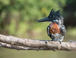 Maxima: Giant Kingfisher
