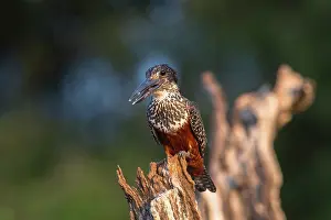 Megaceryle: Giant Kingfisher
