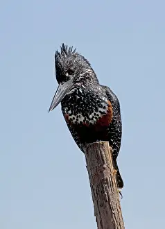 Maxima: Giant Kingfisher