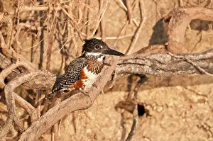 Ceryle: Giant Kingfisher - on branch