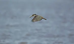 Megaceryle: Giant Kingfisher - female - Hovers over the lake