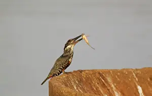 Megaceryle: Giant Kingfisher - female with prey
