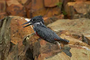 Maxima: Giant Kingfisher (Megaceryle maxima), Kruger