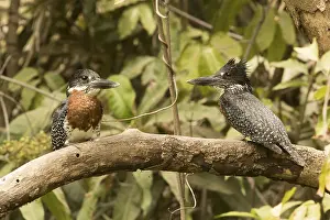February: Giant Kingfisher (Megaceryle maxima) pair, Gambia