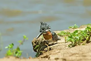 Megaceryle: Giant Kingfisher - perched on bank of Zambesi River