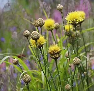 Variation: Giant knapweed