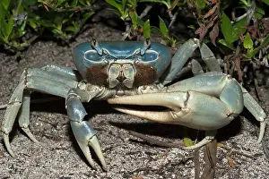 Pete: Giant Land Crab (Cardisoma guanhumi), Mahahual