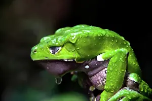 Waxy: Giant Leaf Frog