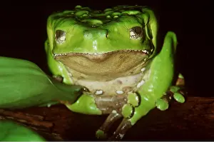 Ugly: Giant Leaf Frog / Giant monkey treefrog