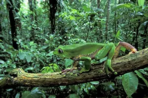 Waxy: Giant Leaf Frog / Giant Waxy Monkey Frog