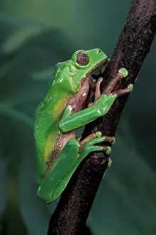 Phyllomedusa: Giant Leaf Frog - On a leaf