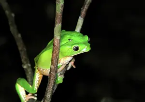 Tambopata: Giant Leaf Frog (Phyllomedusa bicolor)