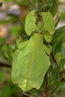 Giganteum: Giant Leaf Insect controlled conditions