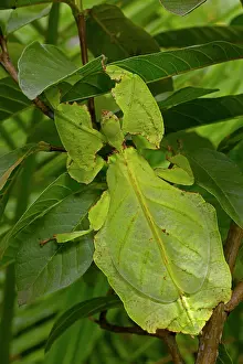 Giganteum: Giant Leaf Insect controlled conditions