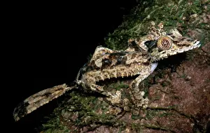 Geckos: Giant Leaf Tail Gecko