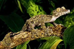 Sauria: Giant Leaf-tail Gecko, Uroplatus fimbriatus