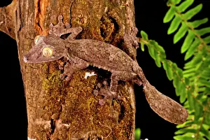 Uroplatus: Giant Leaf-tailed Gecko, Uroplatus fimbriatus