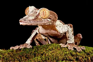 Uroplatus: Giant Leaf-tailed Gecko, Uroplatus fimbriatus