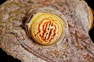 Uroplatus: Giant Leaf-tailed Gecko, Uroplatus fimbriatus