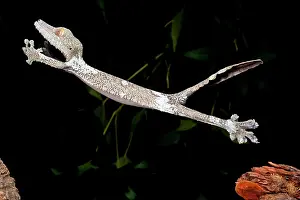 Uroplatus: Giant Leaf-tailed Gecko, Uroplatus fimbriatus